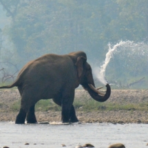 Davids Travels Elephant